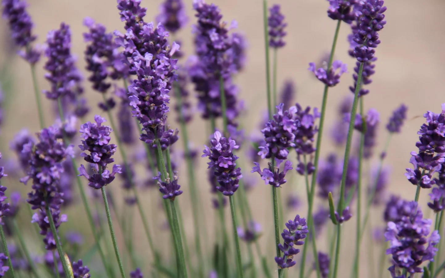 фиолетовый, природа, цветы, flowers