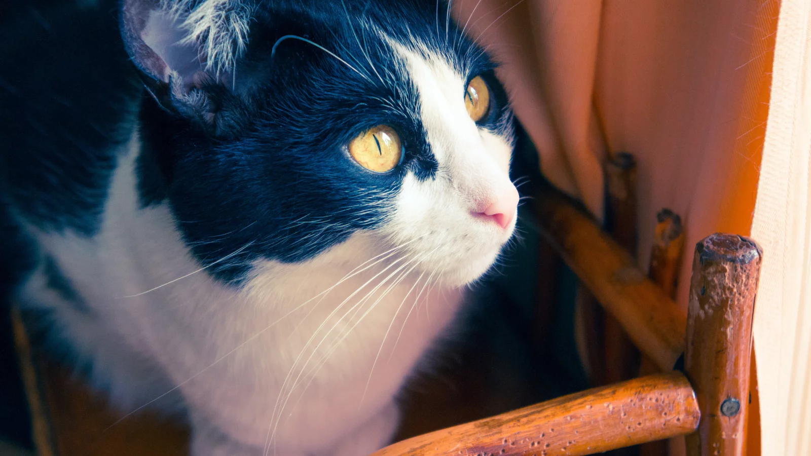 коты, кошки, шерсть, глаза, дом, кот