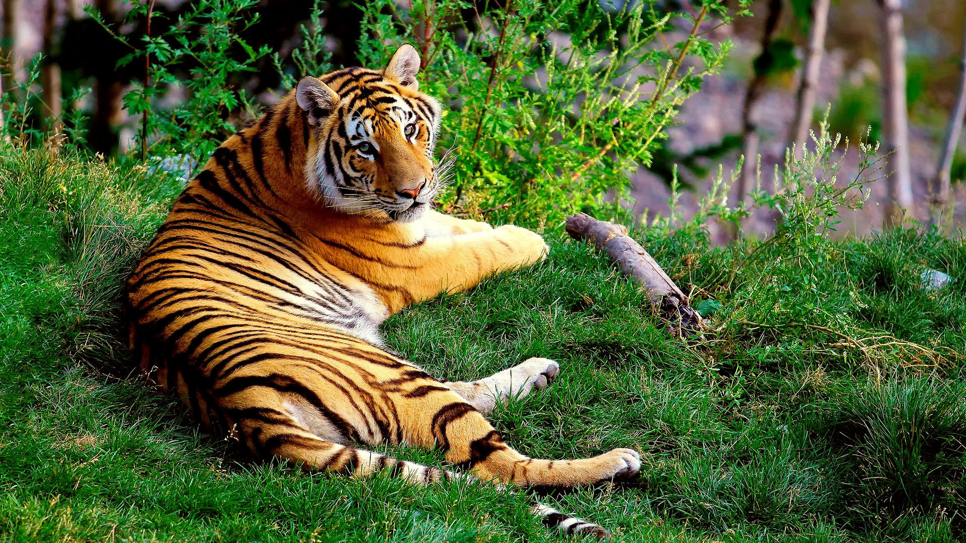 Бенгальский тигр Шерхан
