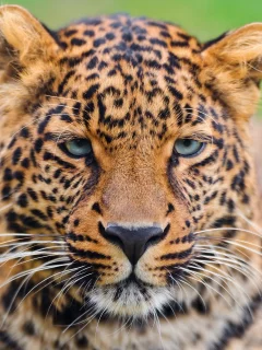 морда, усы, panthera pardus, леопард, leopard