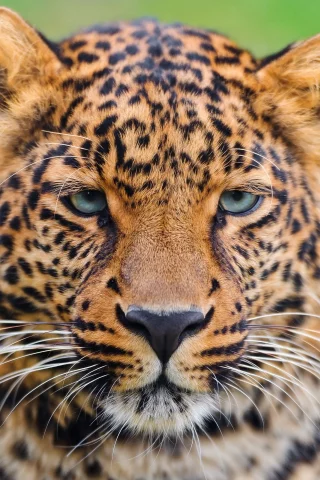 морда, усы, panthera pardus, леопард, leopard