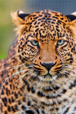 леопард, leopard, panthera pardus, морда, усы