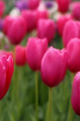 tulips, field, розовые, лепестки, тюльпаны