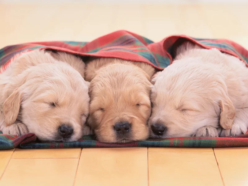 золотистый ретривер, щенки, golden retriever