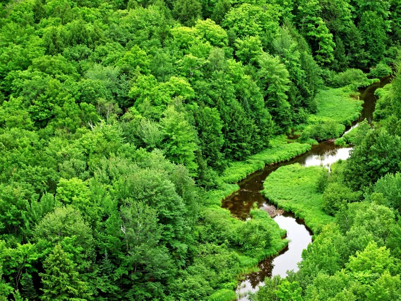 деревья, река