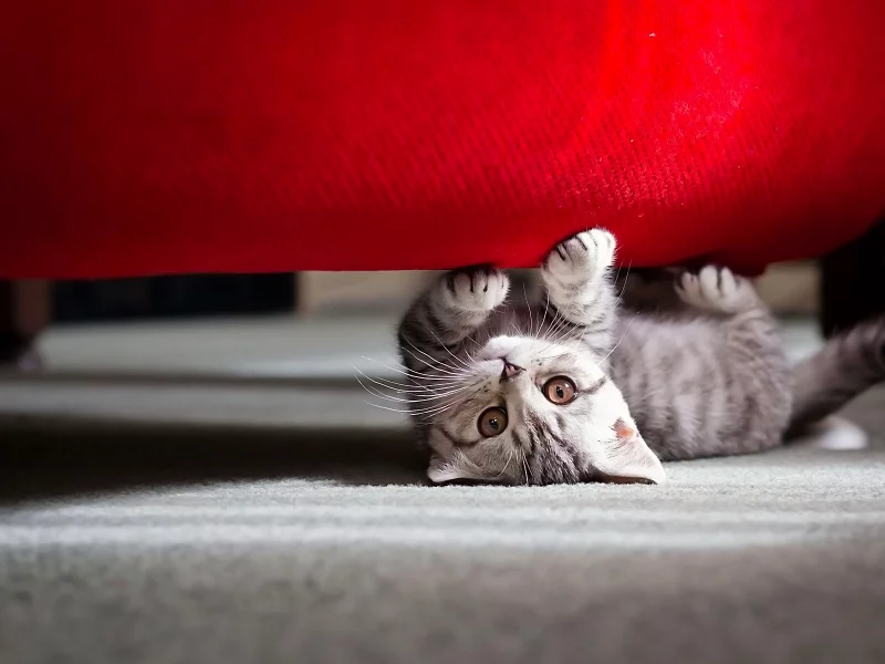 игра, котенок, взгляд