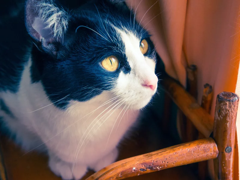 коты, кошки, шерсть, глаза, дом, кот