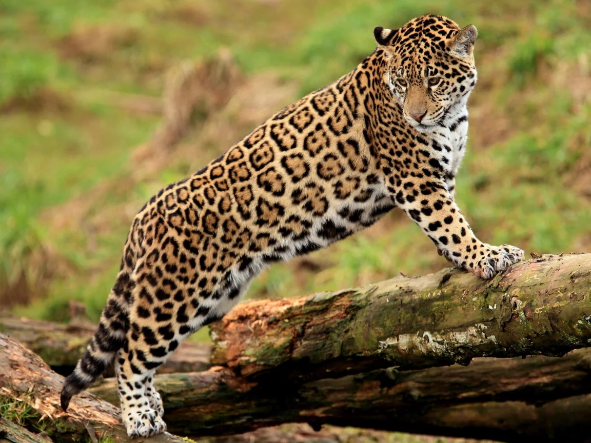 ягуар, panthera onca, лапы, jaguar, молодой