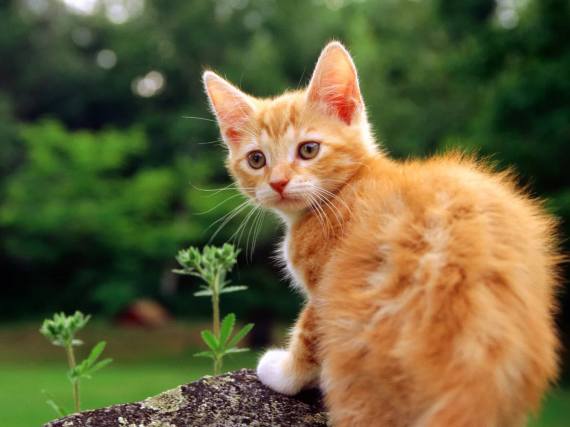 кошка, кот, cat, киса, котенок, рыжий