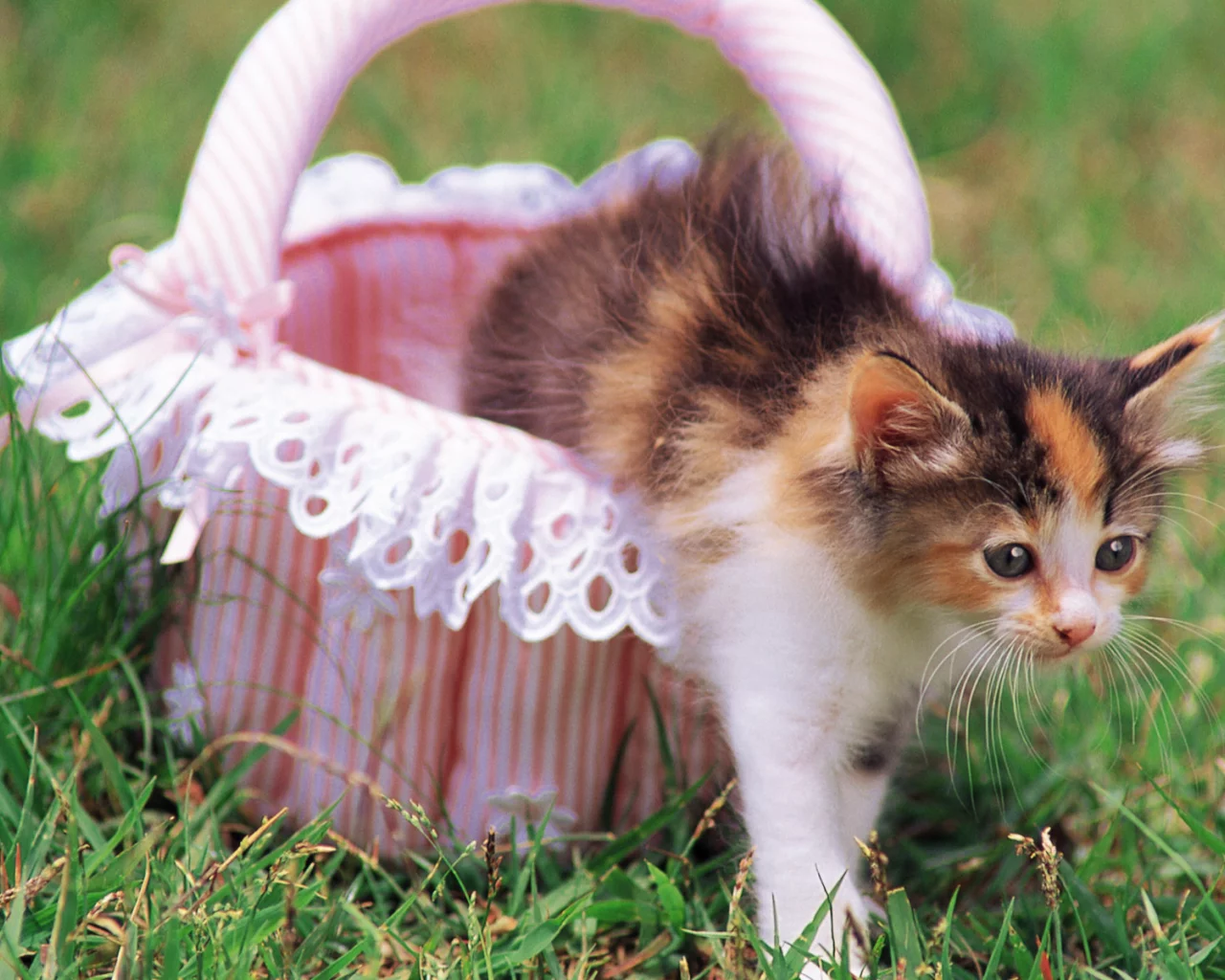 cat, цветы, кошка, трава, котенок