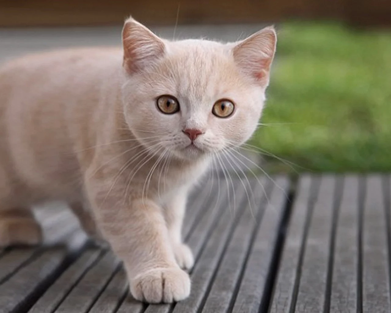 cat, любопытство, кошка, взгляд