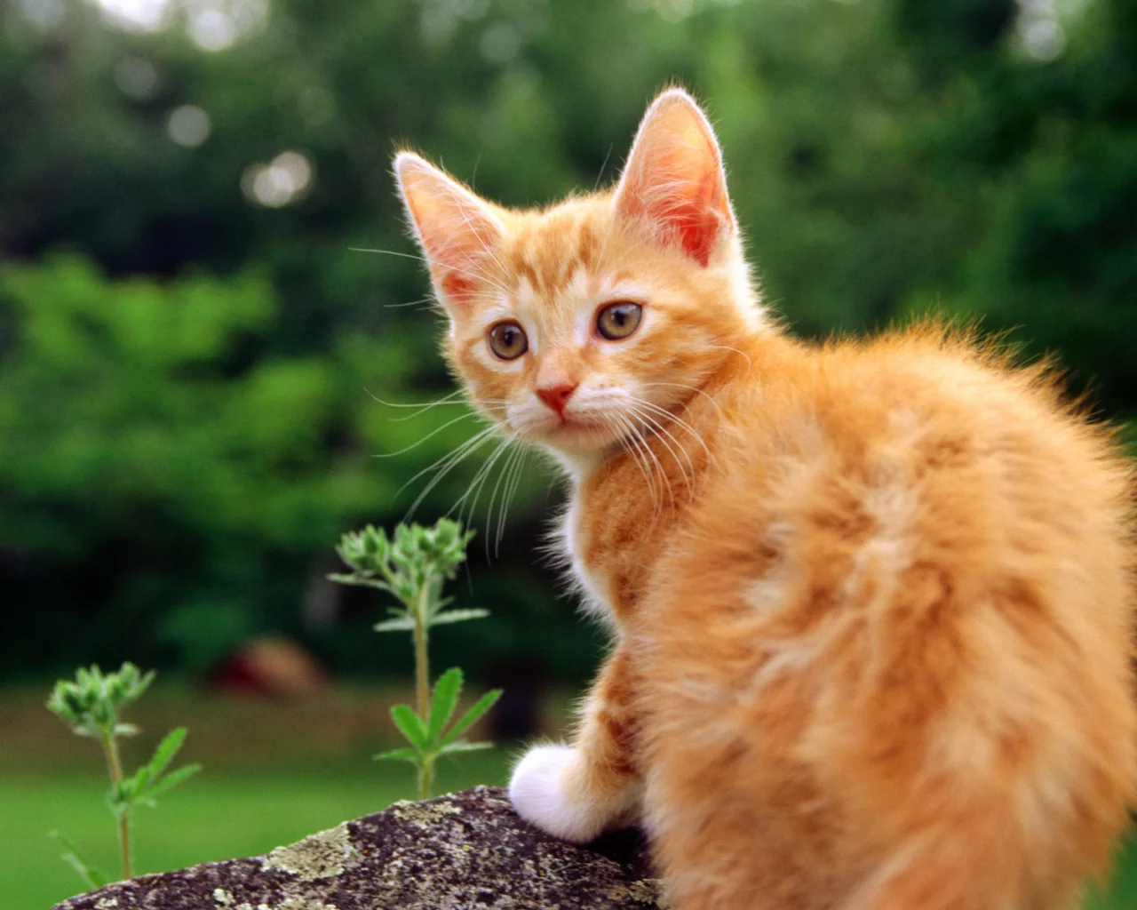 кошка, кот, cat, киса, котенок, рыжий