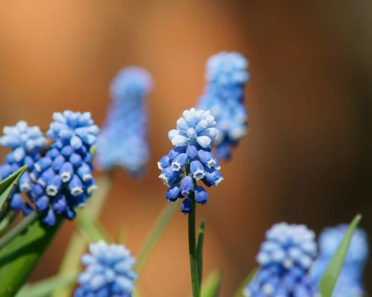 мускари, bokeh, цветы, макро, синие