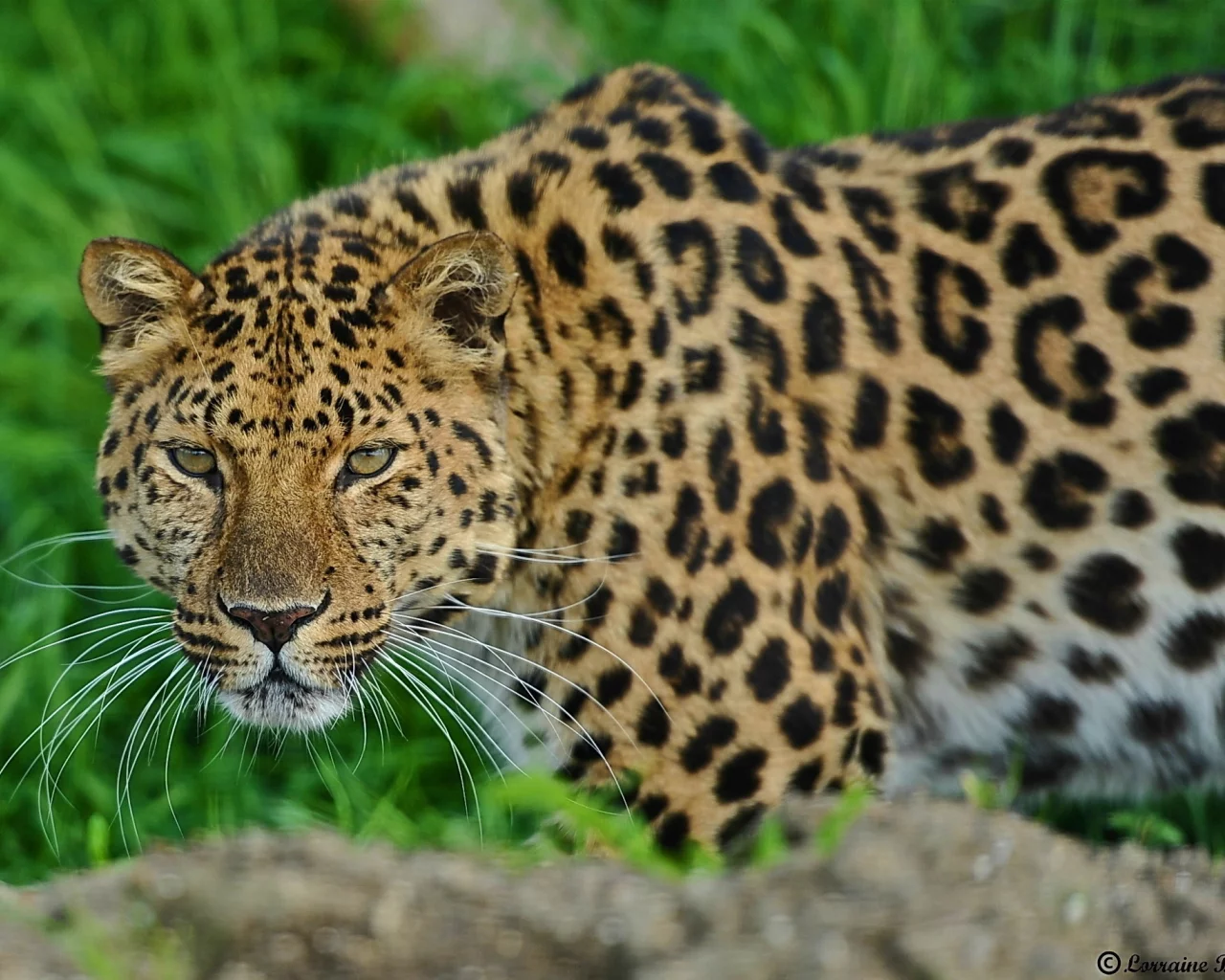 смотрит, стоит, леопард, морда, leopard