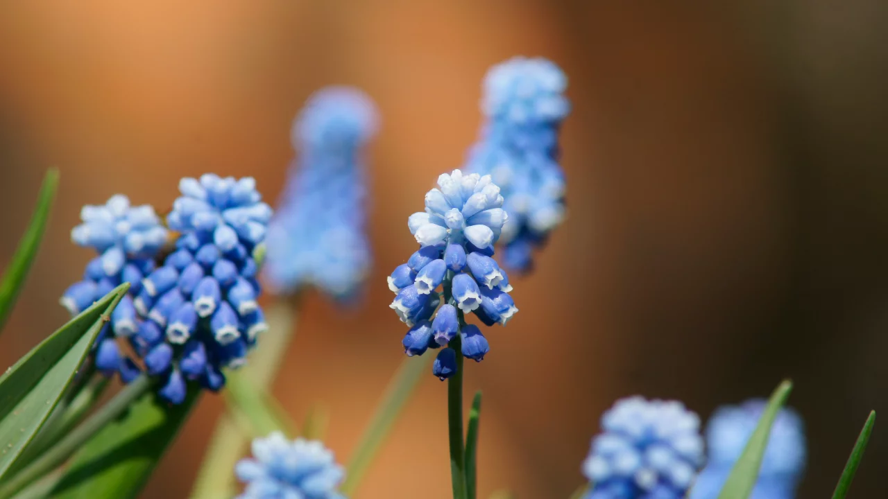 мускари, bokeh, цветы, макро, синие