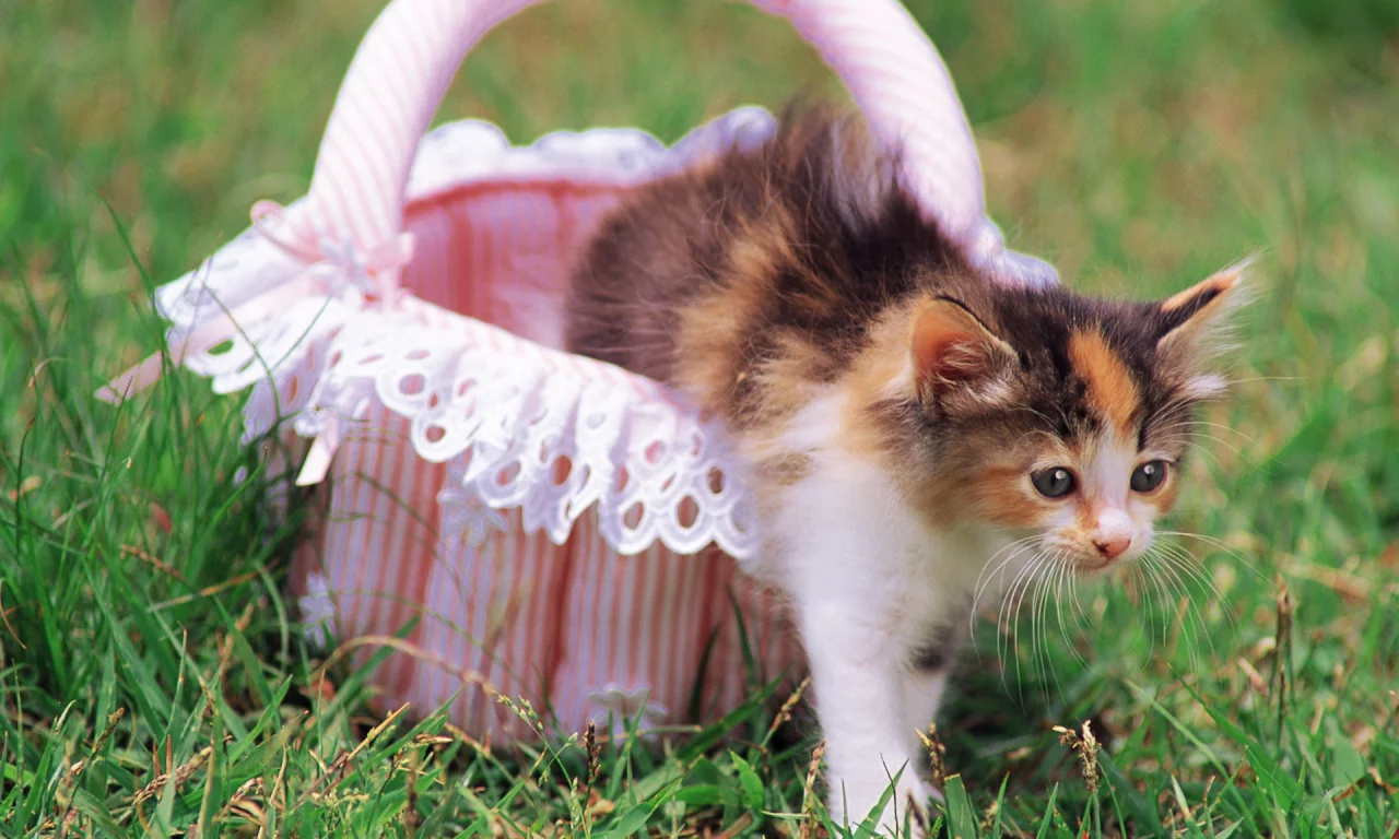 cat, цветы, кошка, трава, котенок