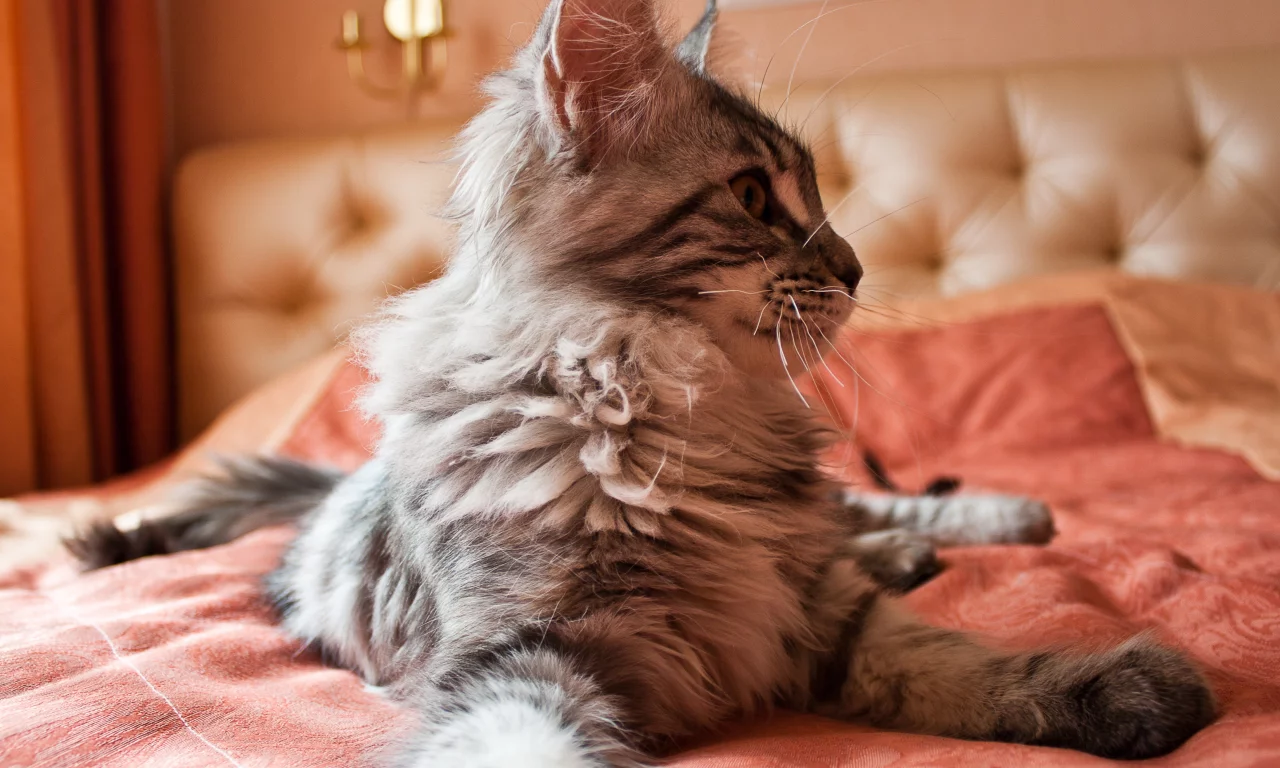 пушистик, кошка, котенок, животные