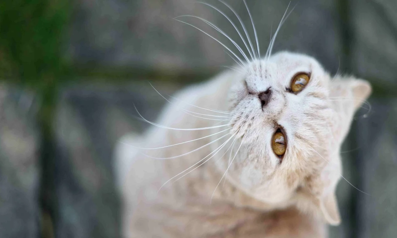 смотрит, кот, кошка, вверх