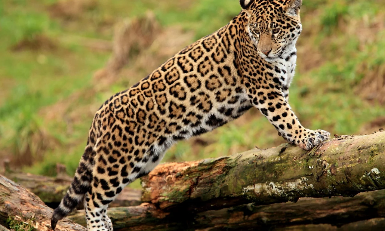 ягуар, panthera onca, лапы, jaguar, молодой