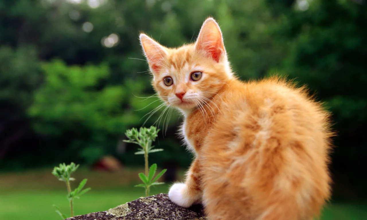 кошка, кот, cat, киса, котенок, рыжий
