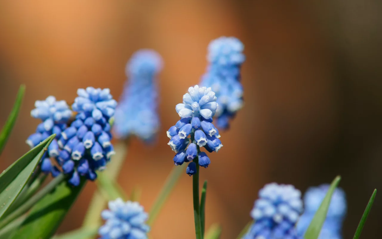 мускари, bokeh, цветы, макро, синие