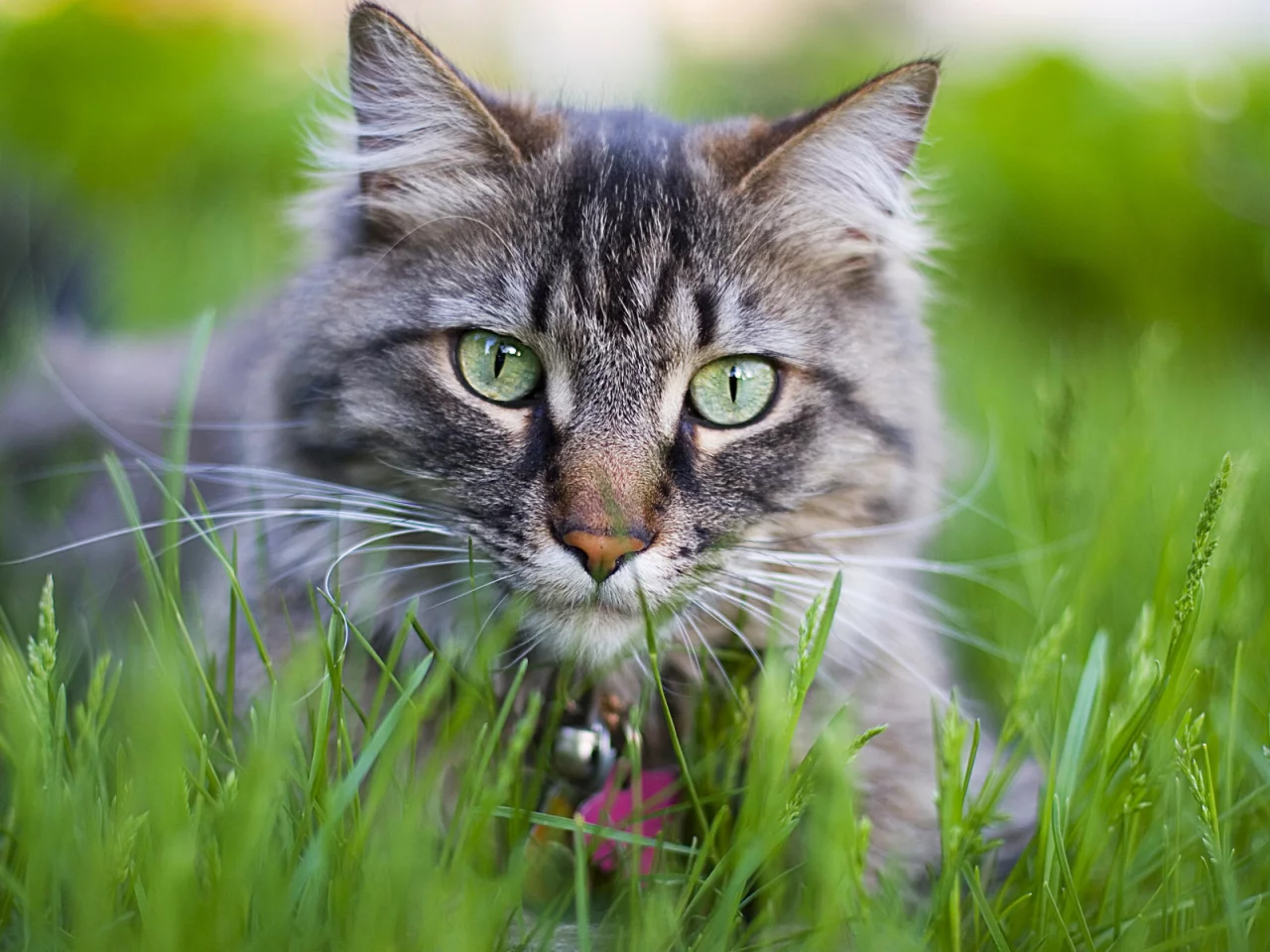 cat, кошка, киса, кот, котенок, киска