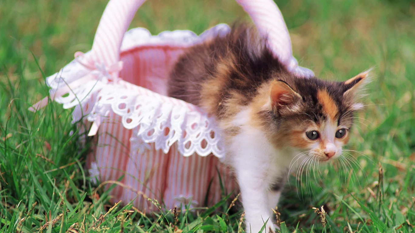cat, цветы, кошка, трава, котенок