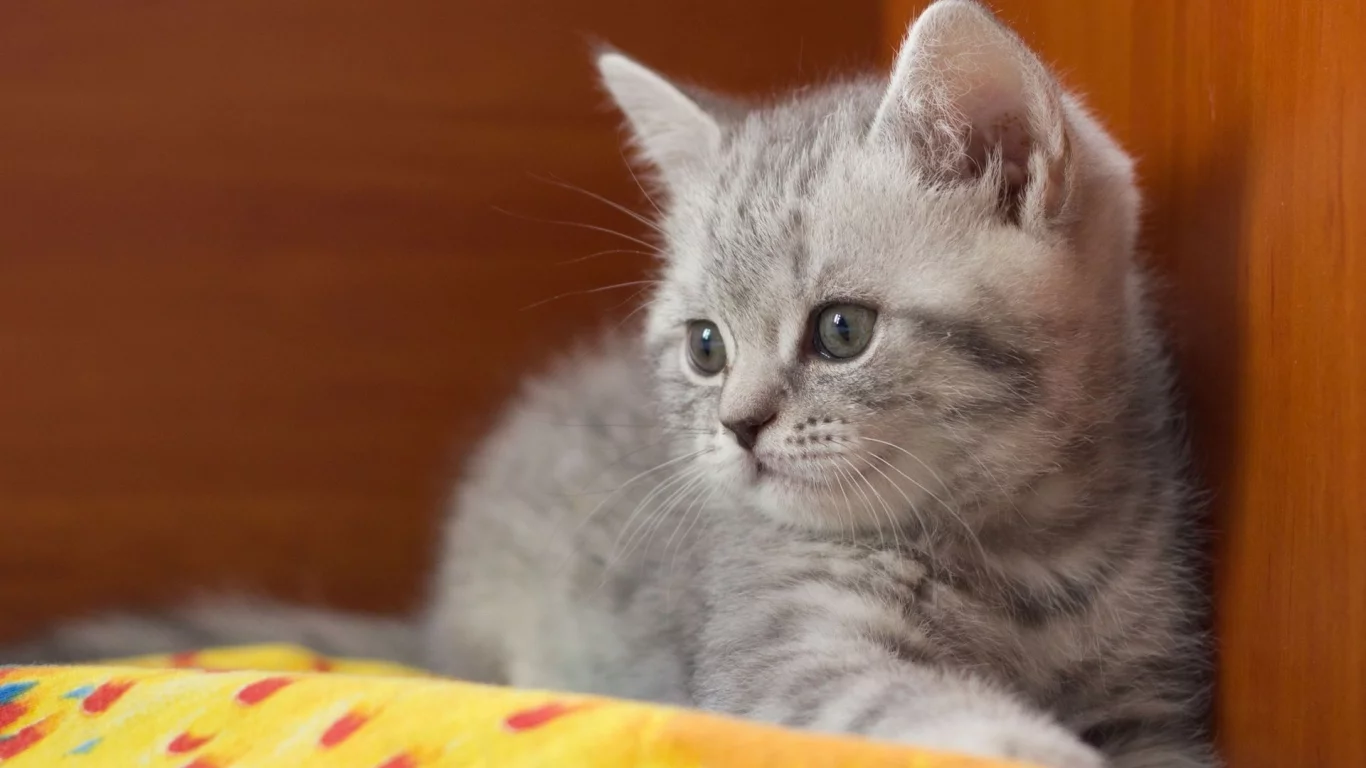 котёнок, малыш, британец
