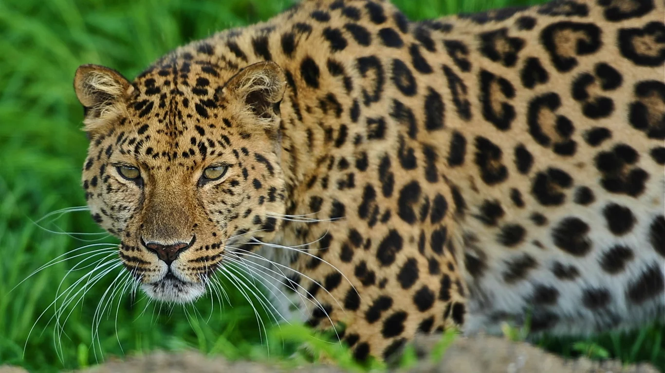 смотрит, стоит, леопард, морда, leopard