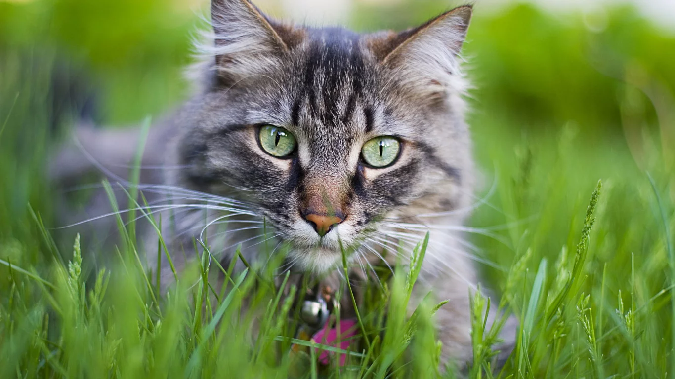 cat, кошка, киса, кот, котенок, киска