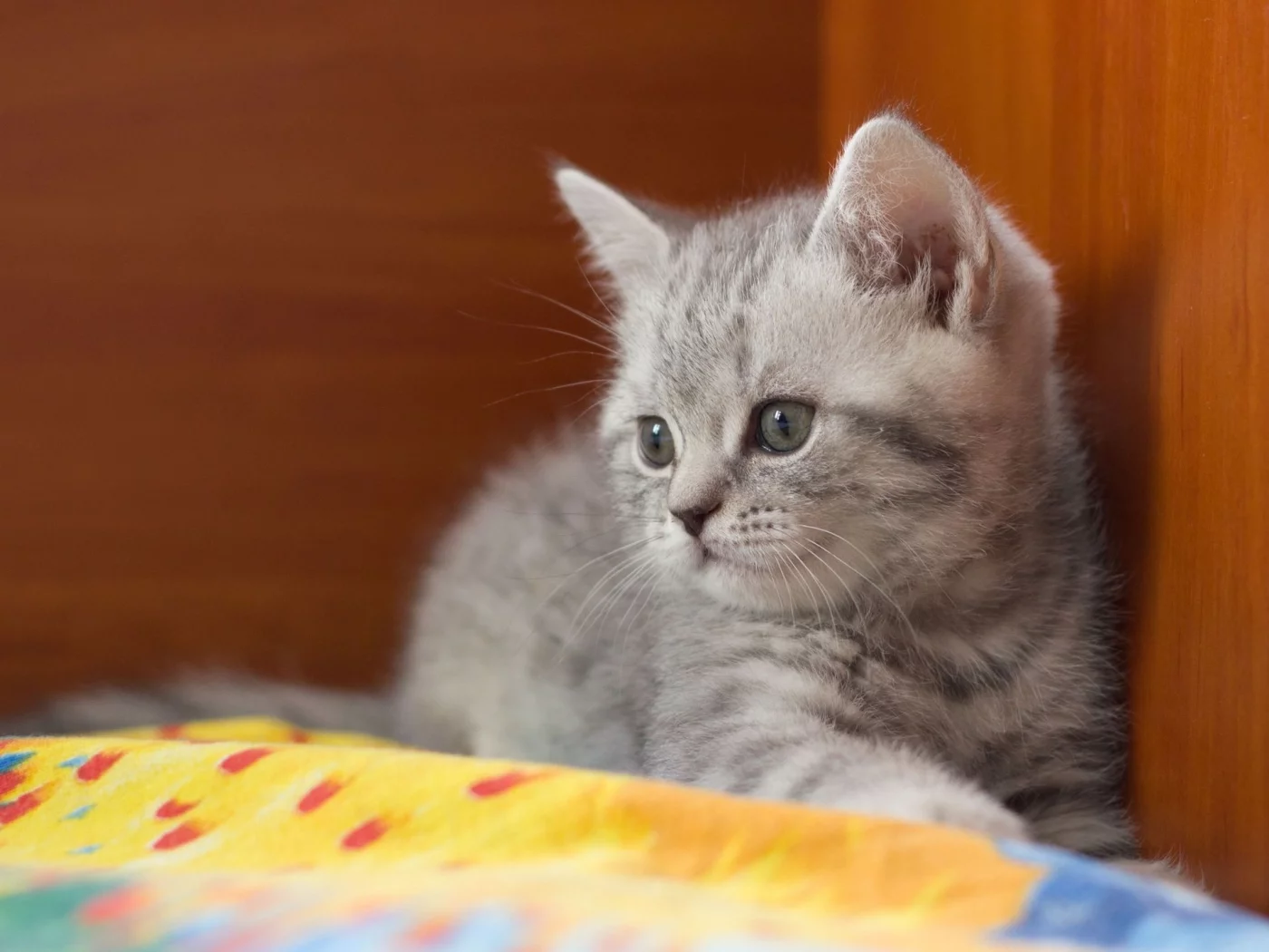 котёнок, малыш, британец