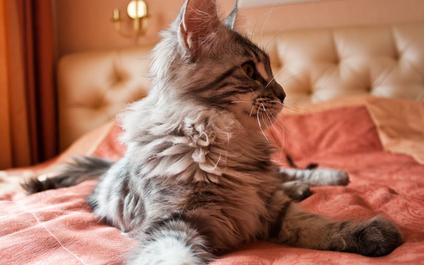 пушистик, кошка, котенок, животные