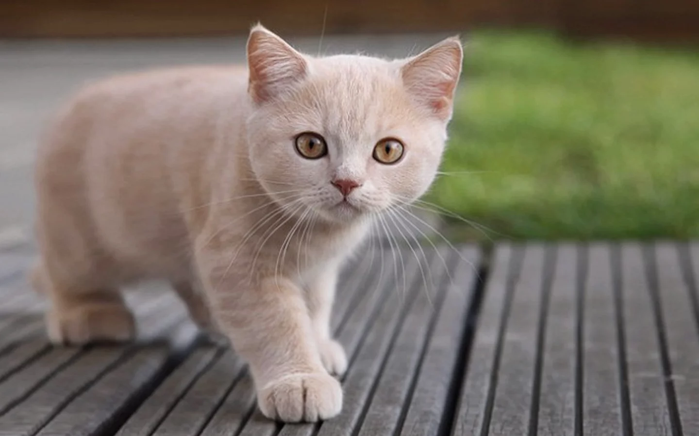cat, любопытство, кошка, взгляд