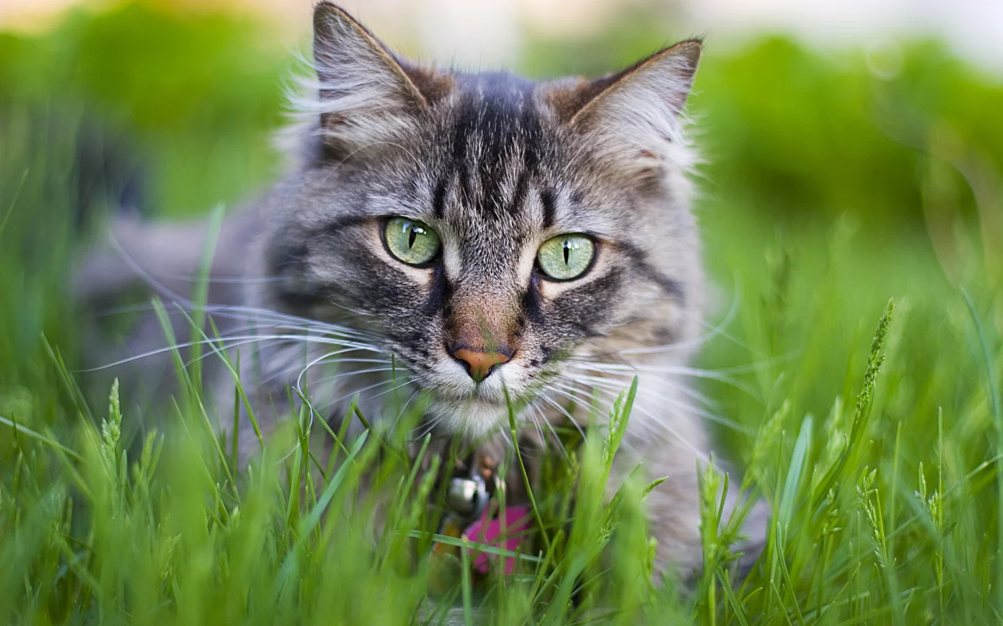 cat, кошка, киса, кот, котенок, киска
