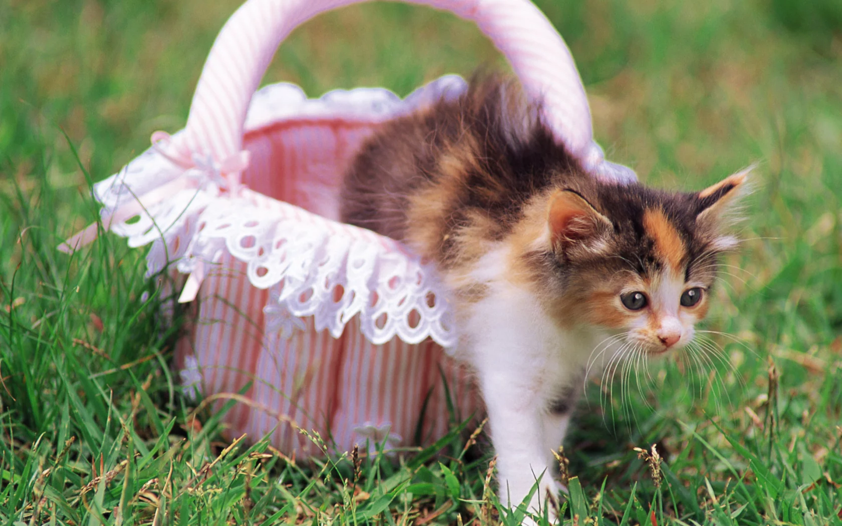 cat, цветы, кошка, трава, котенок