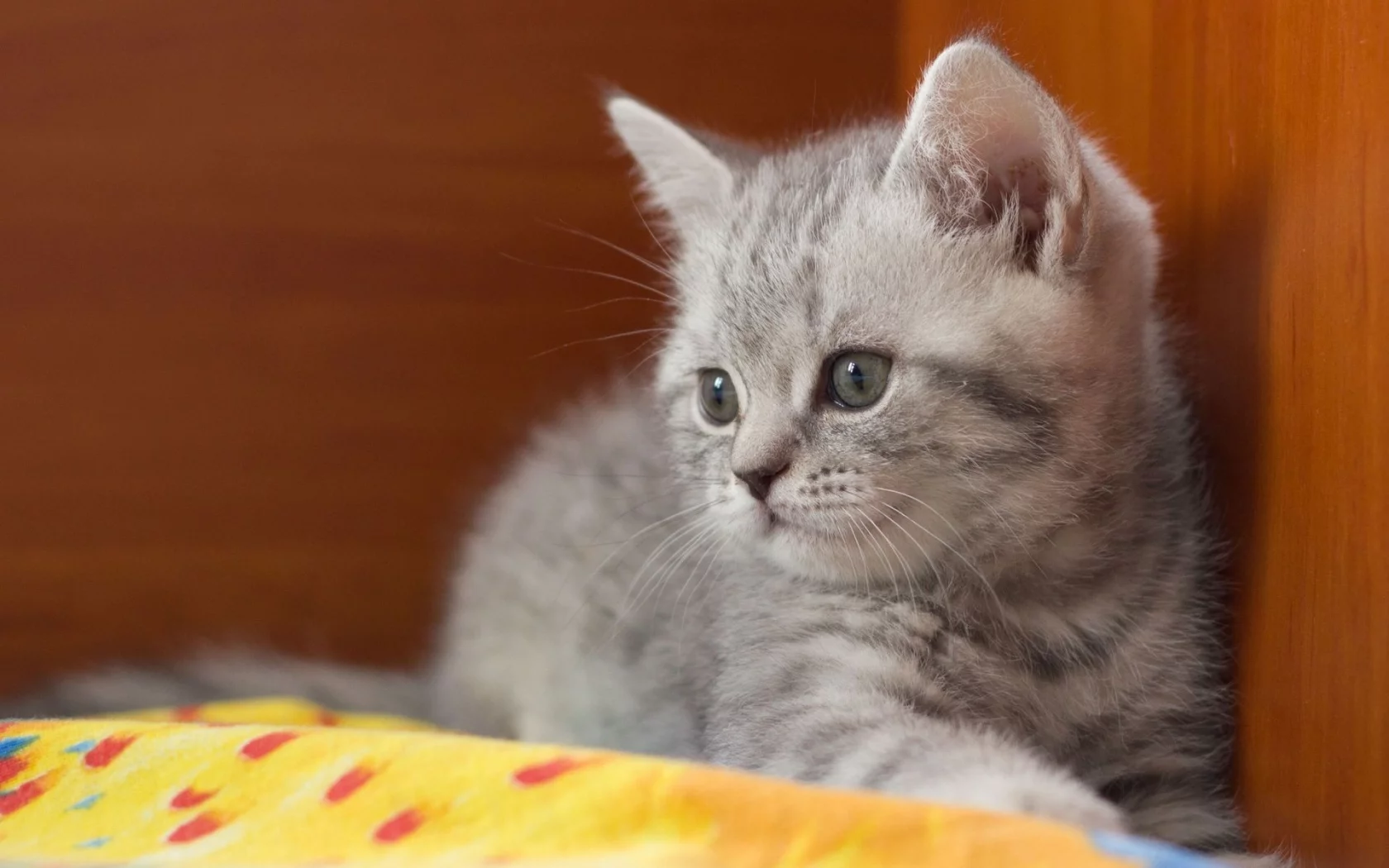 котёнок, малыш, британец
