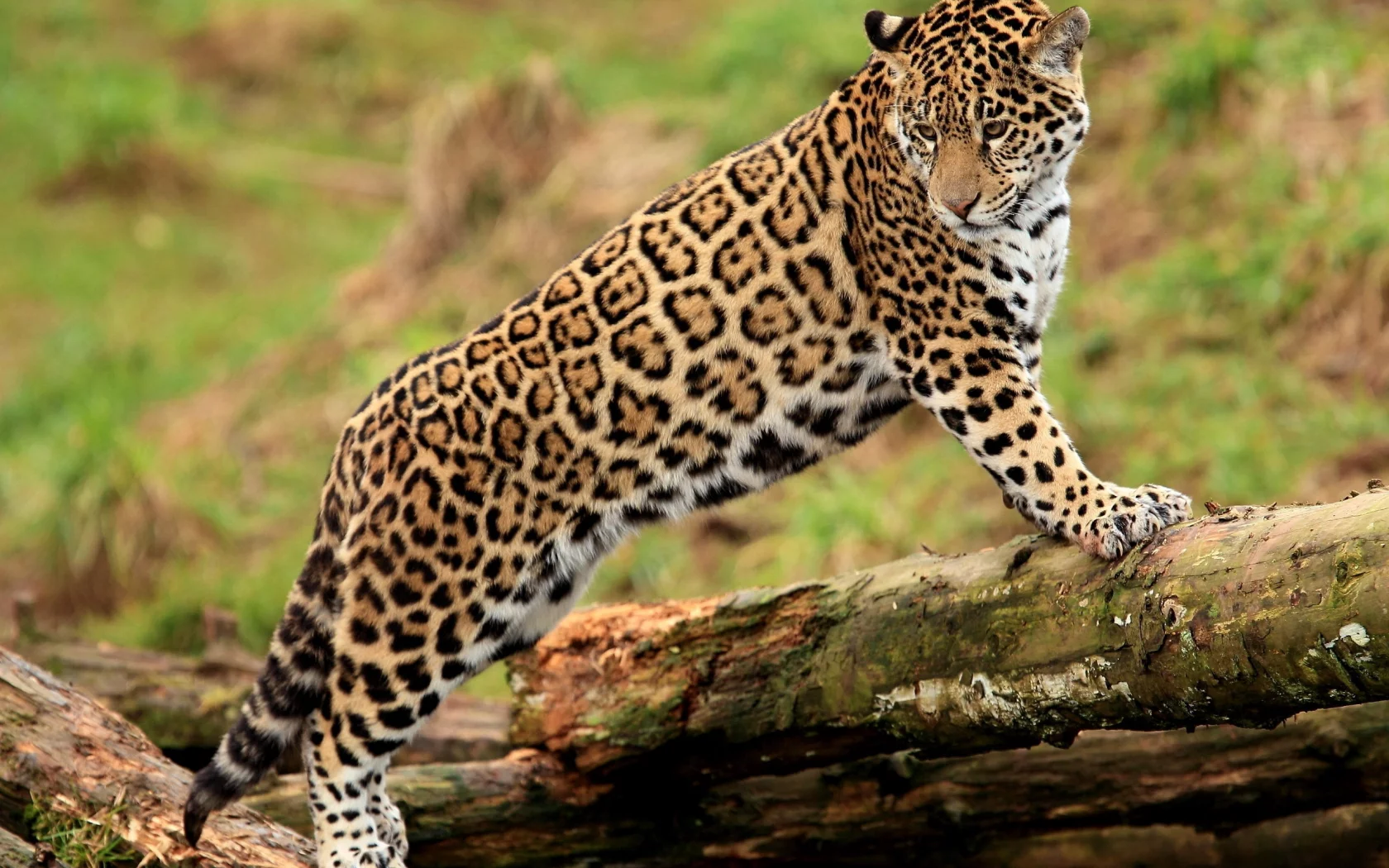 ягуар, panthera onca, лапы, jaguar, молодой
