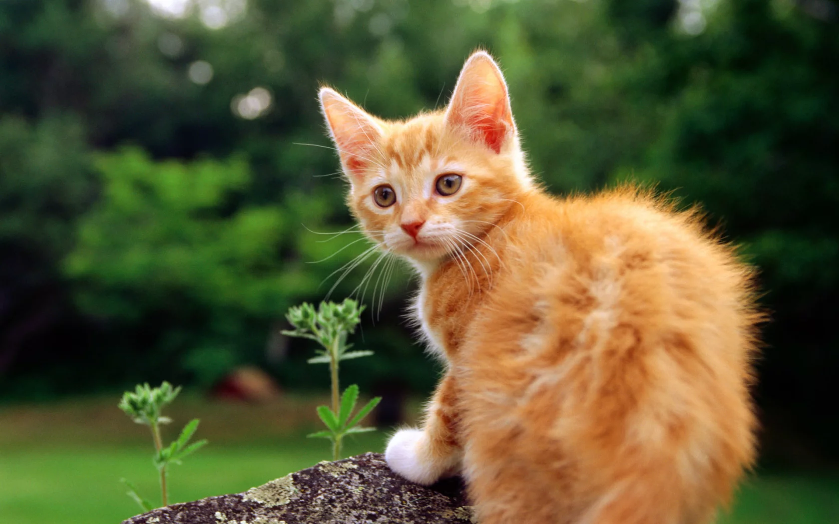 кошка, кот, cat, киса, котенок, рыжий