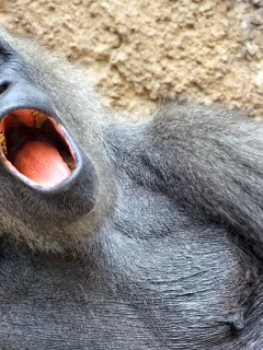 примат, обезьяна, шерсть, шимпанзе