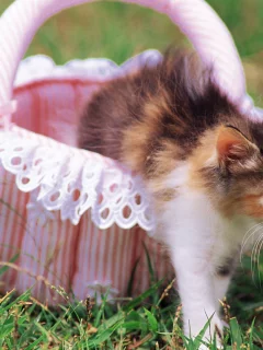 cat, цветы, кошка, трава, котенок