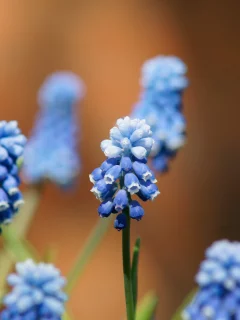 мускари, bokeh, цветы, макро, синие