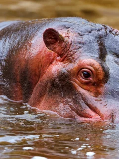 бегемот, великан, вода