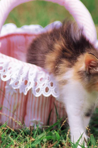 cat, цветы, кошка, трава, котенок