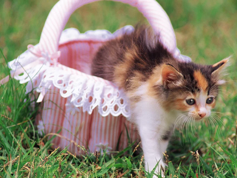 cat, цветы, кошка, трава, котенок