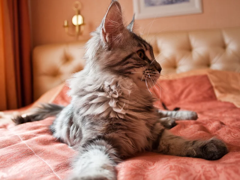 пушистик, кошка, котенок, животные