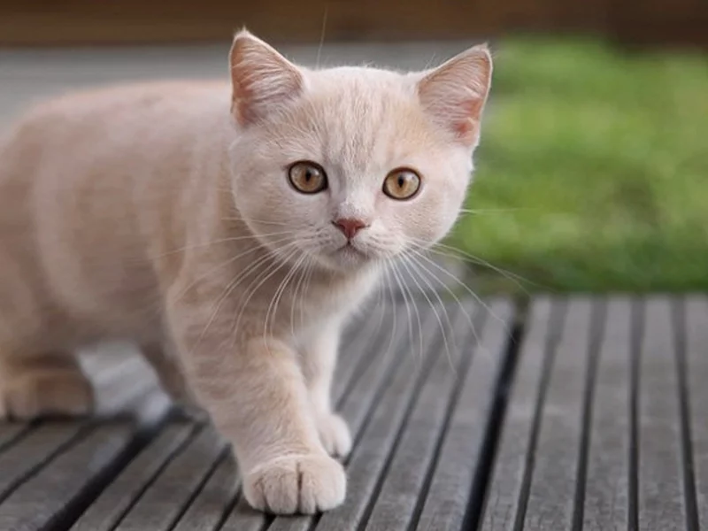 cat, любопытство, кошка, взгляд