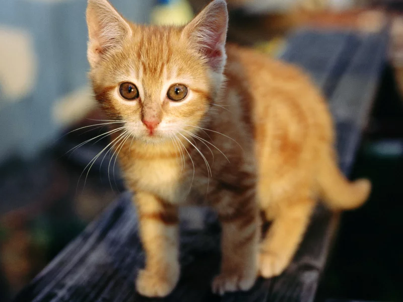 кот, cat, котенок, киска, кошка, киса