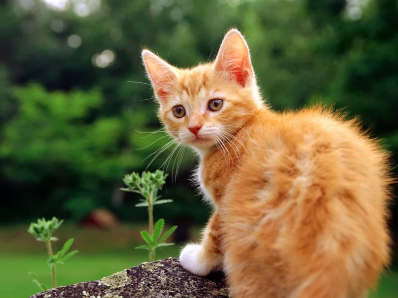кошка, кот, cat, киса, котенок, рыжий