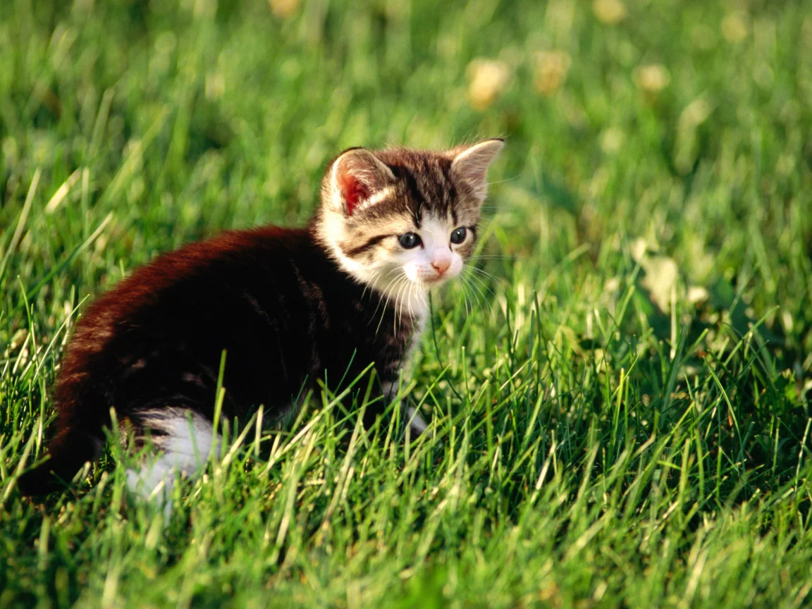 cat, кошка, котенок, киска, кот, киса