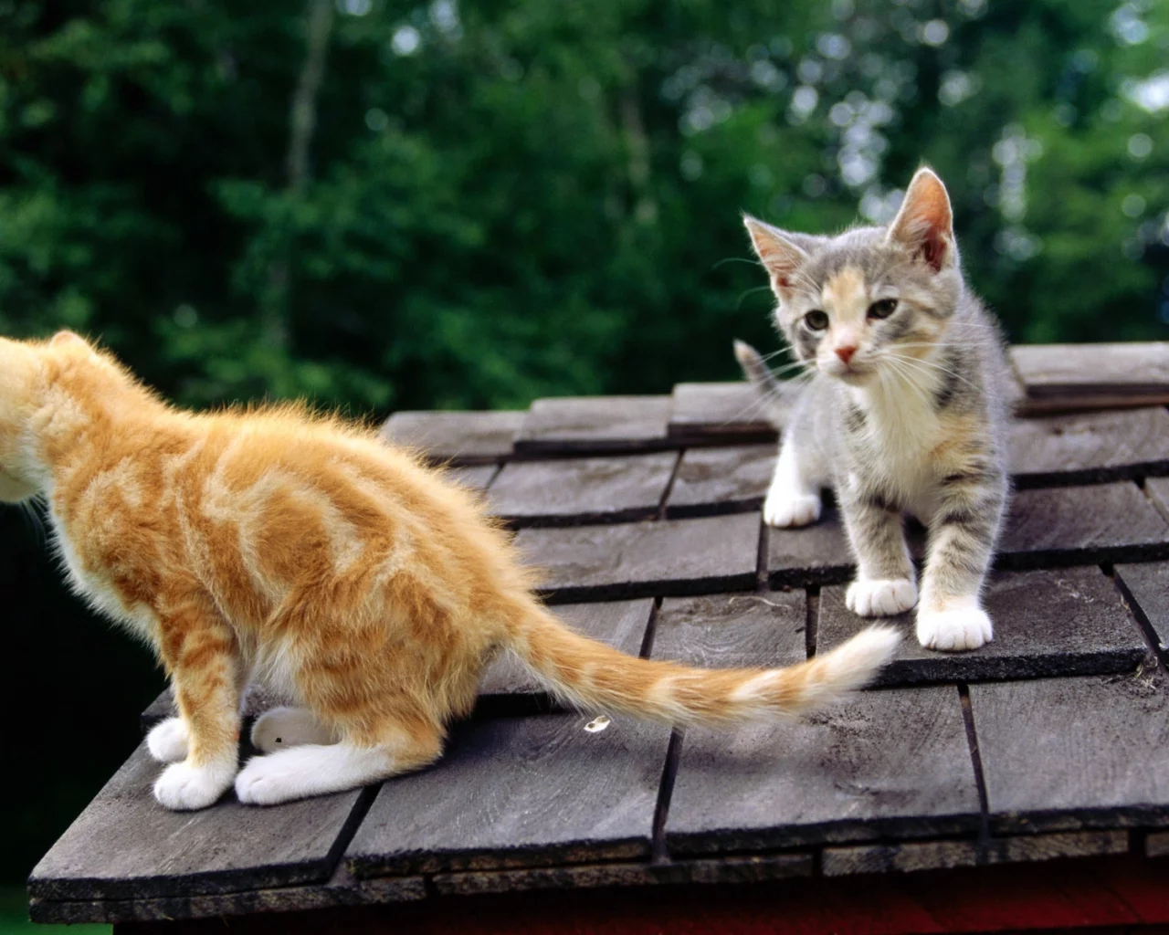 киска, киса, кошка, кот, котенок, cat